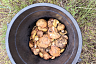 Саратовцы на лугу собирали опята